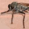 Tolmerus atricapillus